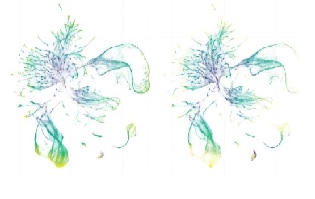 transparent worms, evolution