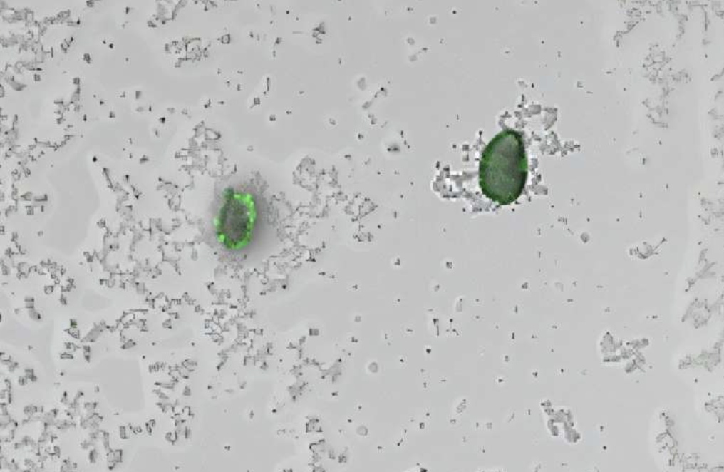 new bacteria engineered glowing green detecting micro plastics